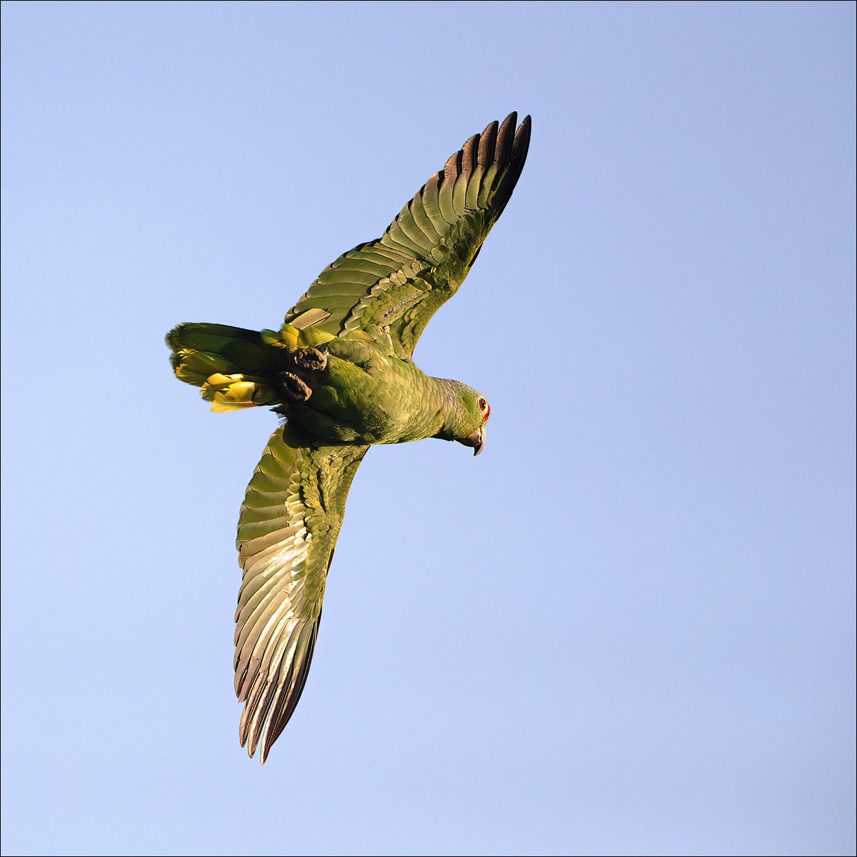 Red-lored Parrot (Geelwangamazone)