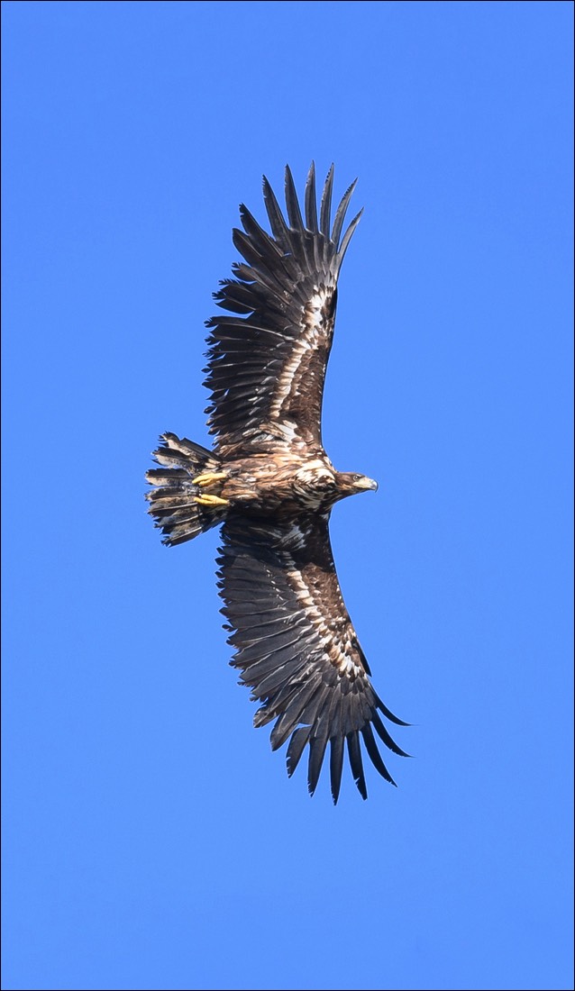 White-tailed Eagle (Zeearend)