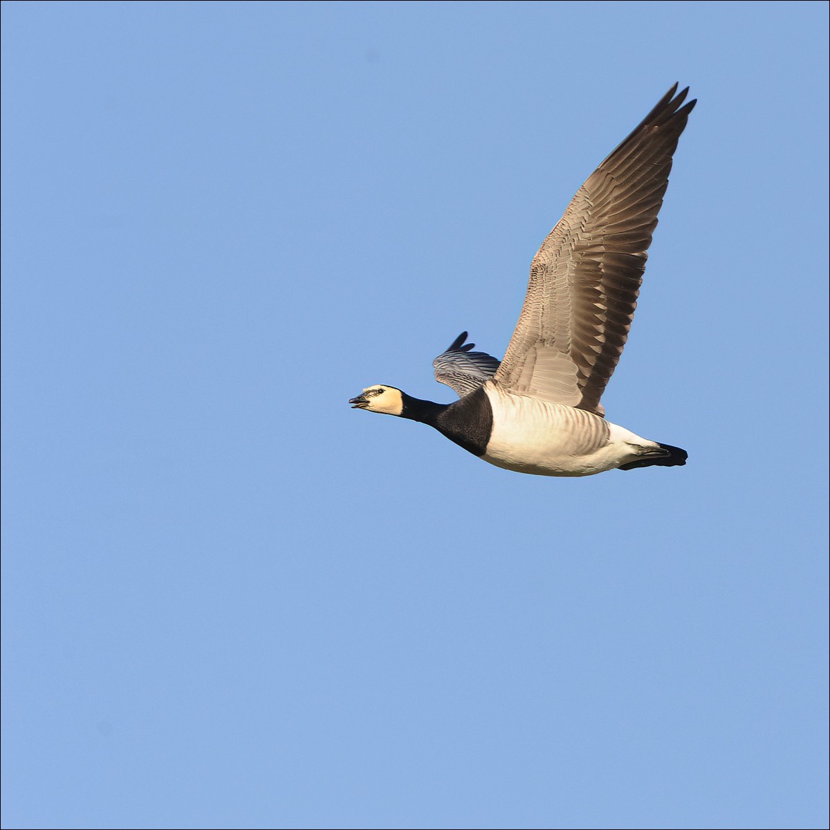 Barnacle Goose (Brandgans)