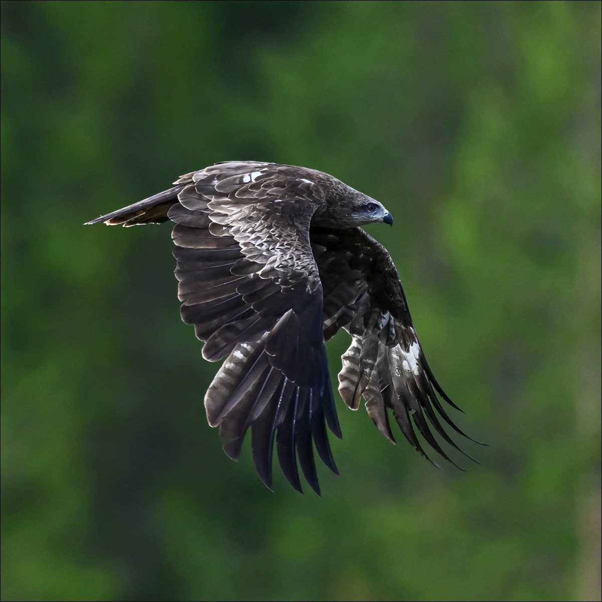 Black Kite (Zwarte Wouw)