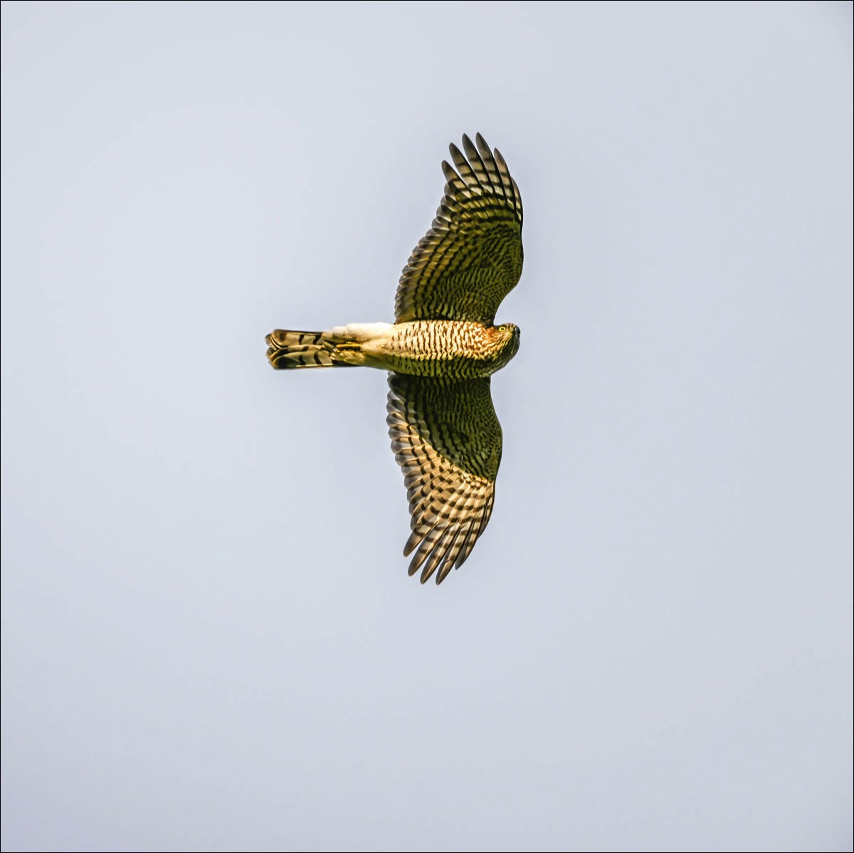 Eurasian Sparrowhawk (Sperwer)