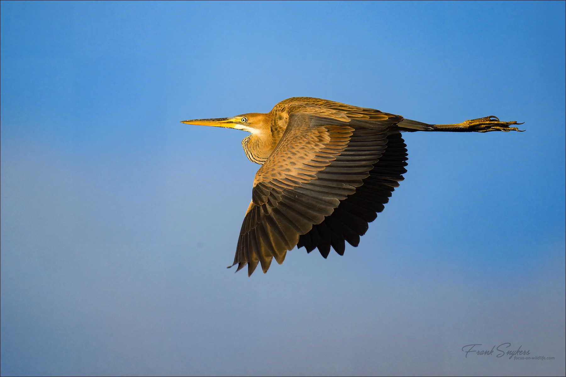 Purple Heron (Purperreiger)