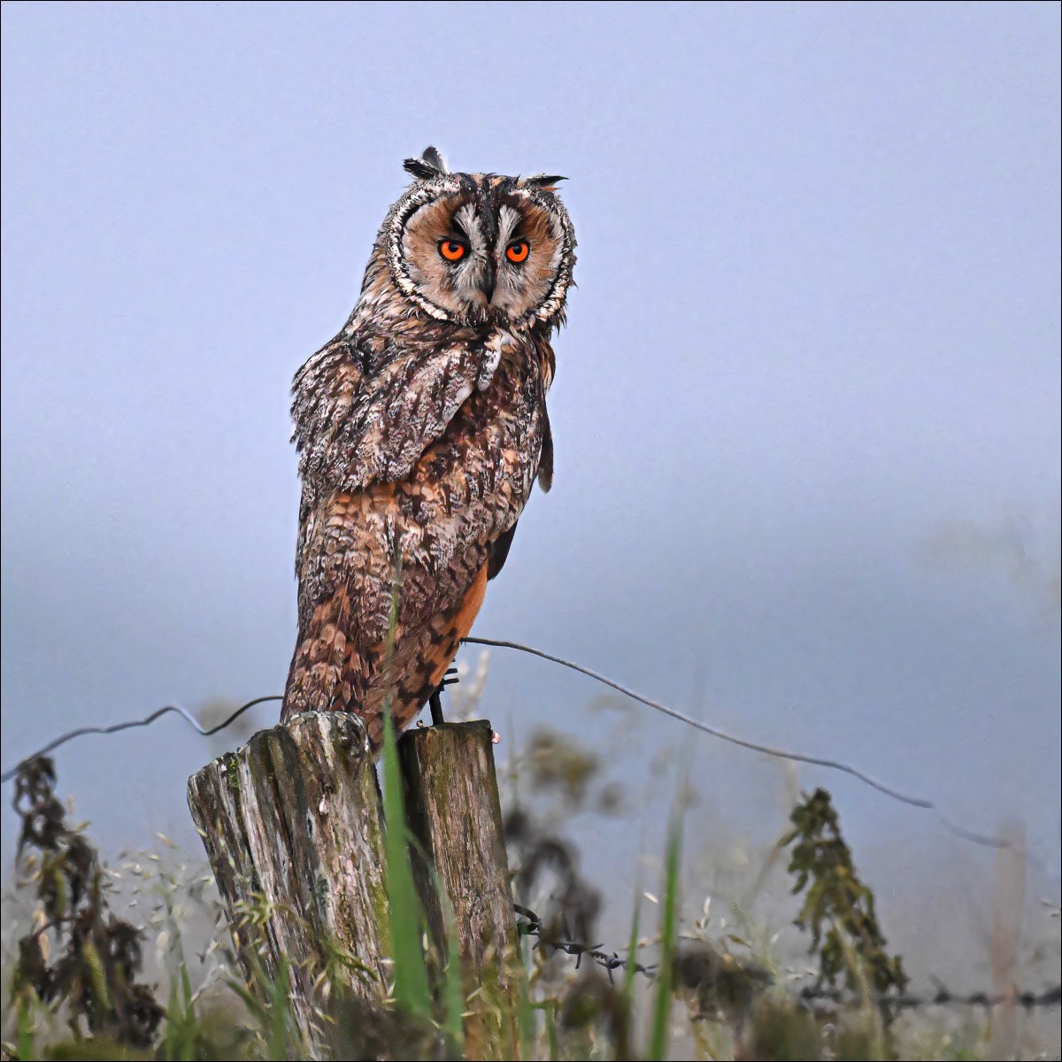 Long-eared Owl (Ransuil)