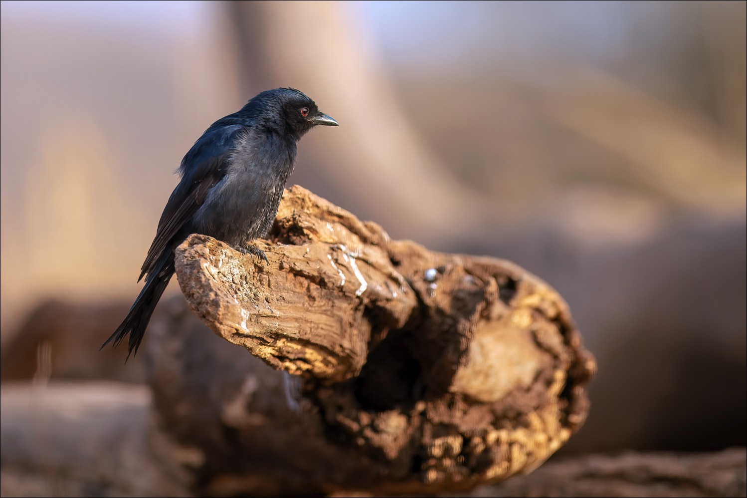 Fork-tailed Drongo (Treurdrongo)