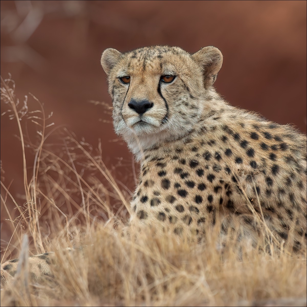 Cheetah (jachtluipaard)