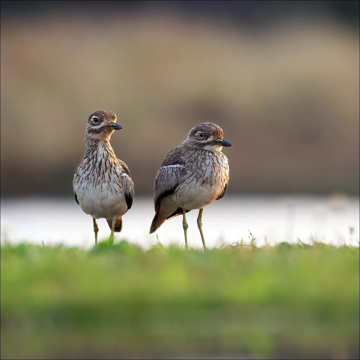 Water Thick-knee (Watergriel)