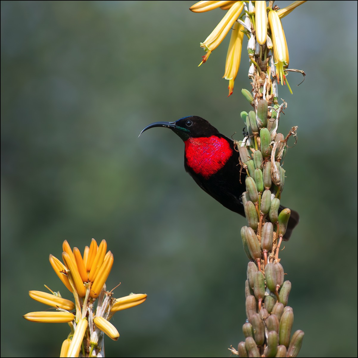 Scarlet-chested Sunbird (Roodborsthoningzuiger)