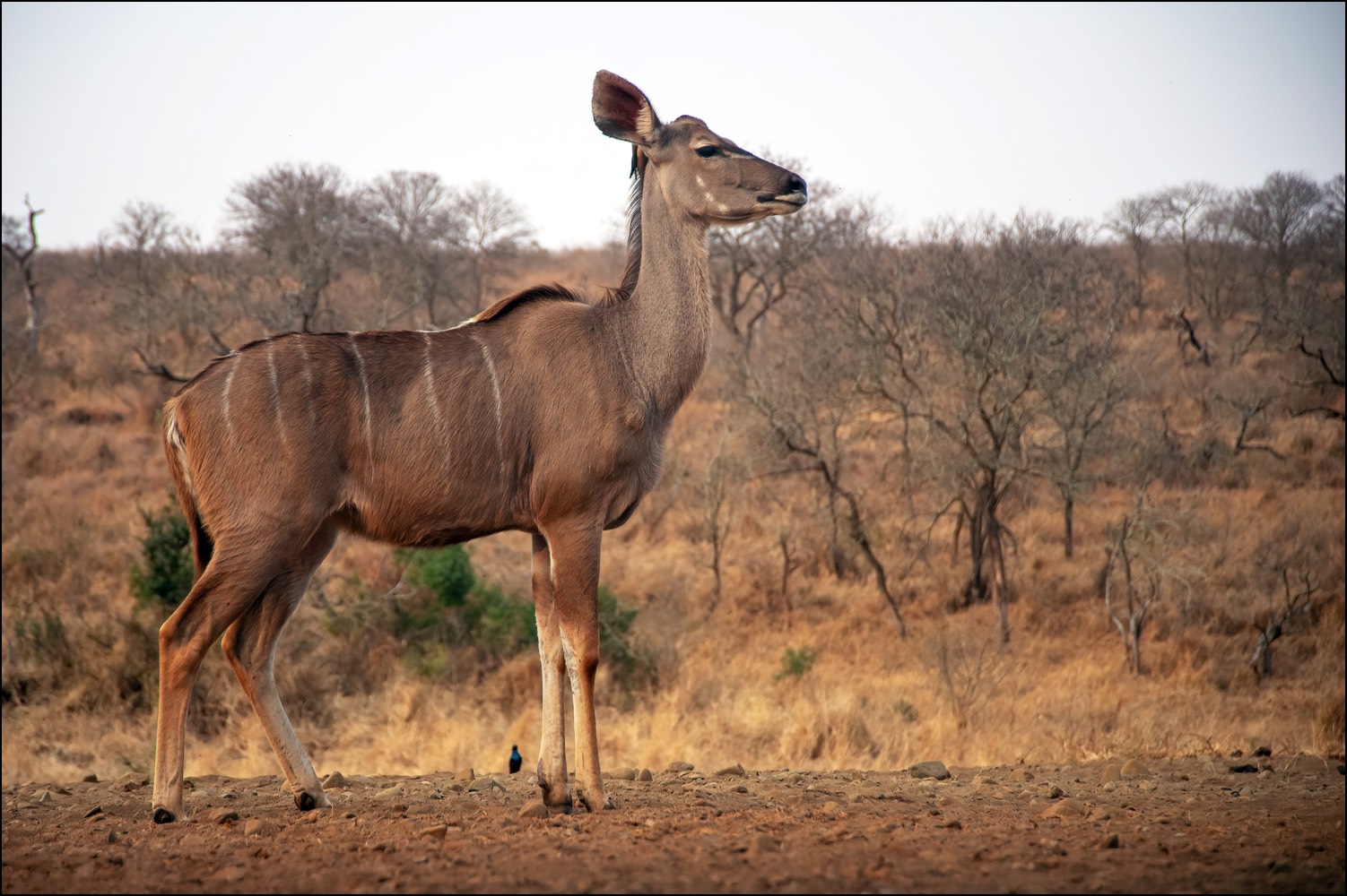 Kudu (Koedoe)