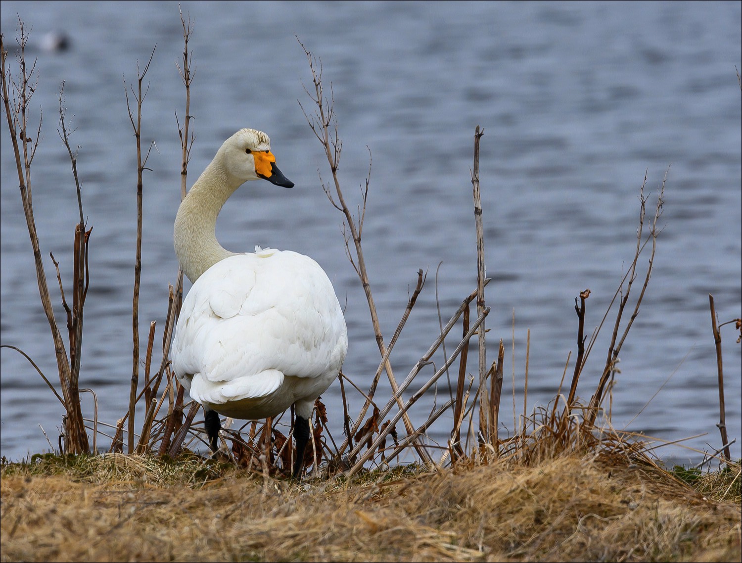 Whooper Swan (Wilde Zwaan)