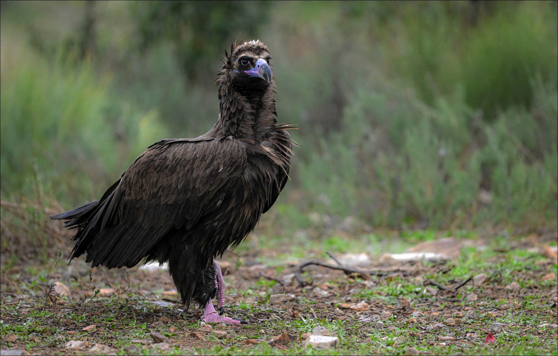Cinereous Vulture (Monniksgier)