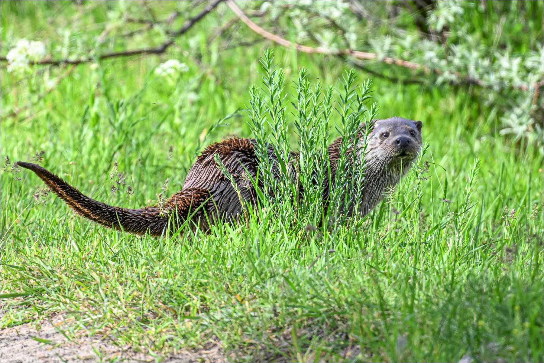 Eurasian Otter (Otter)