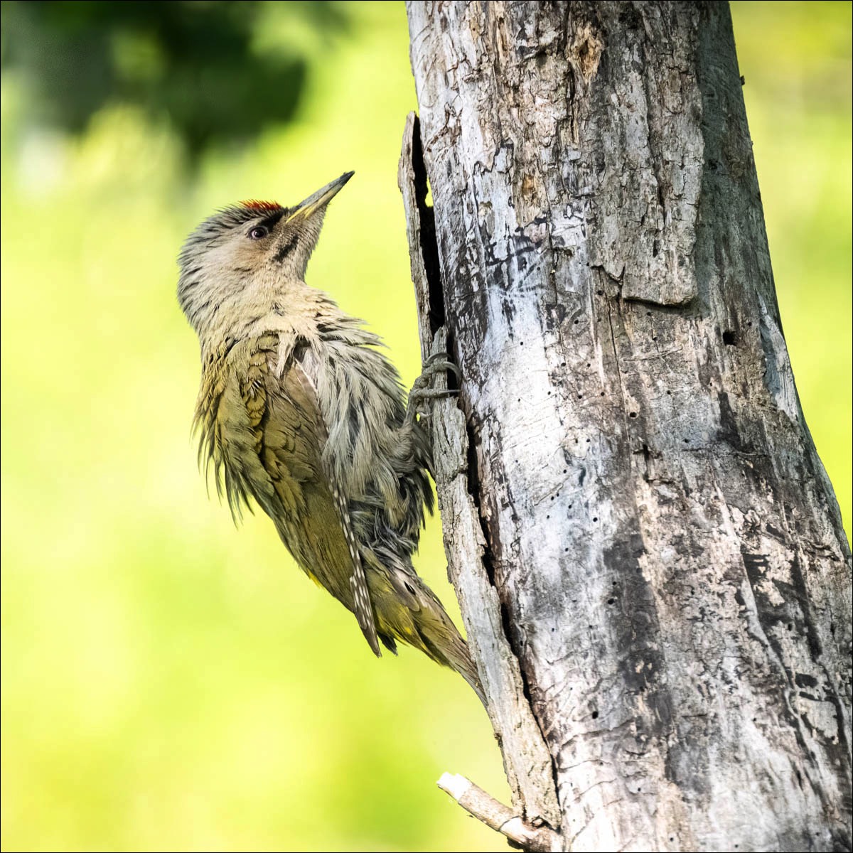 Grey-headed Woodpecker (Grijskopsspecht)