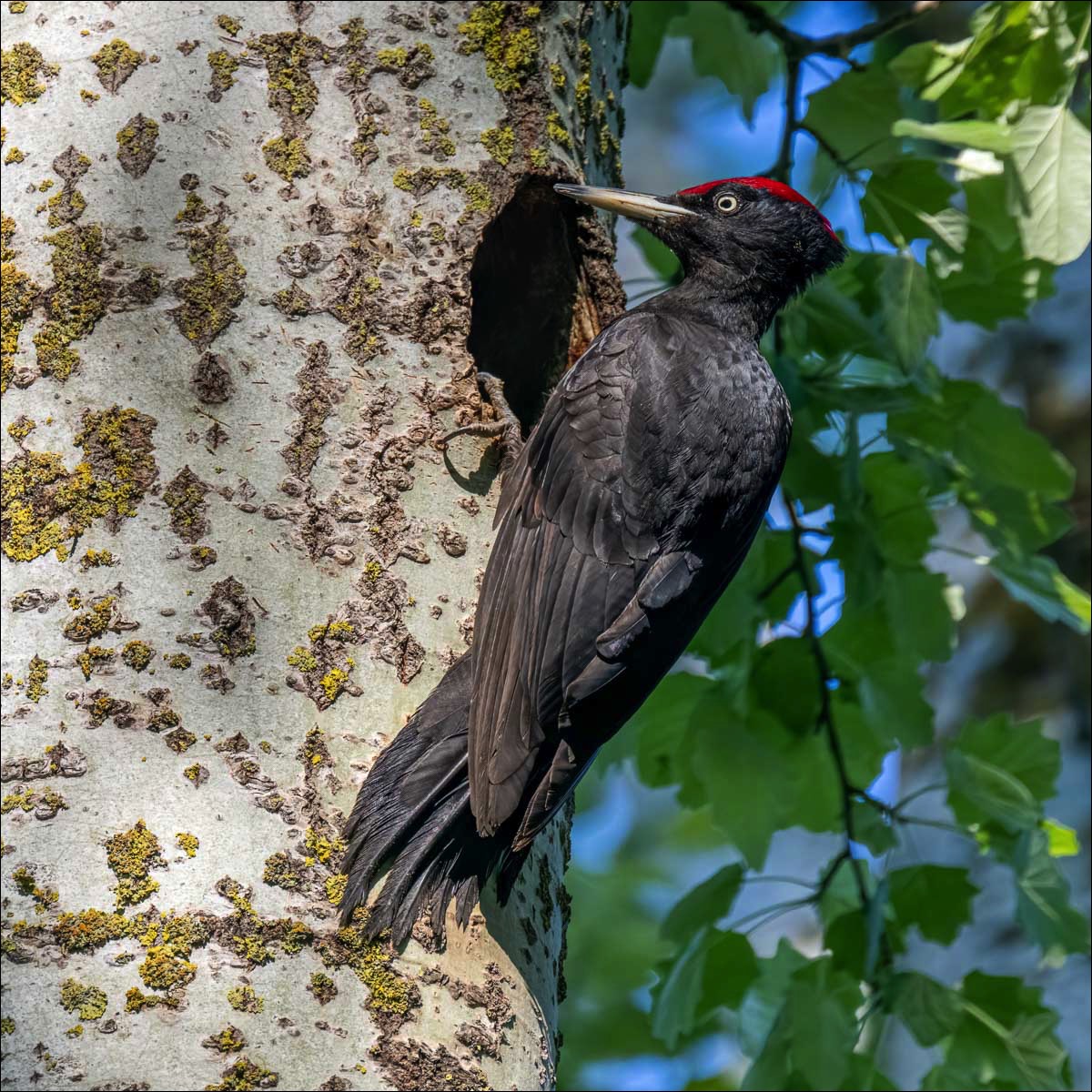 Black Woodpecker (Zwarte Specht)