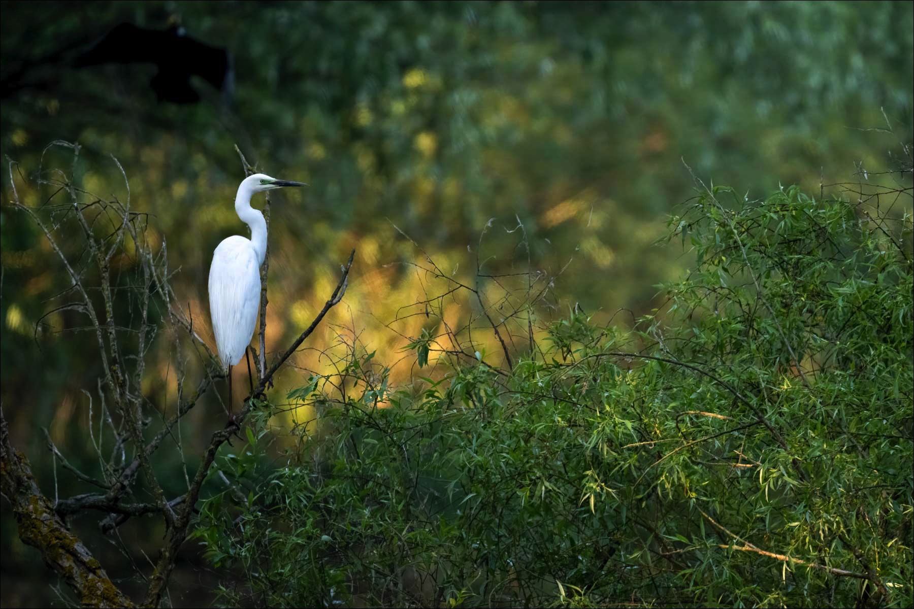 Great White Egret (Grote Zilverreiger-