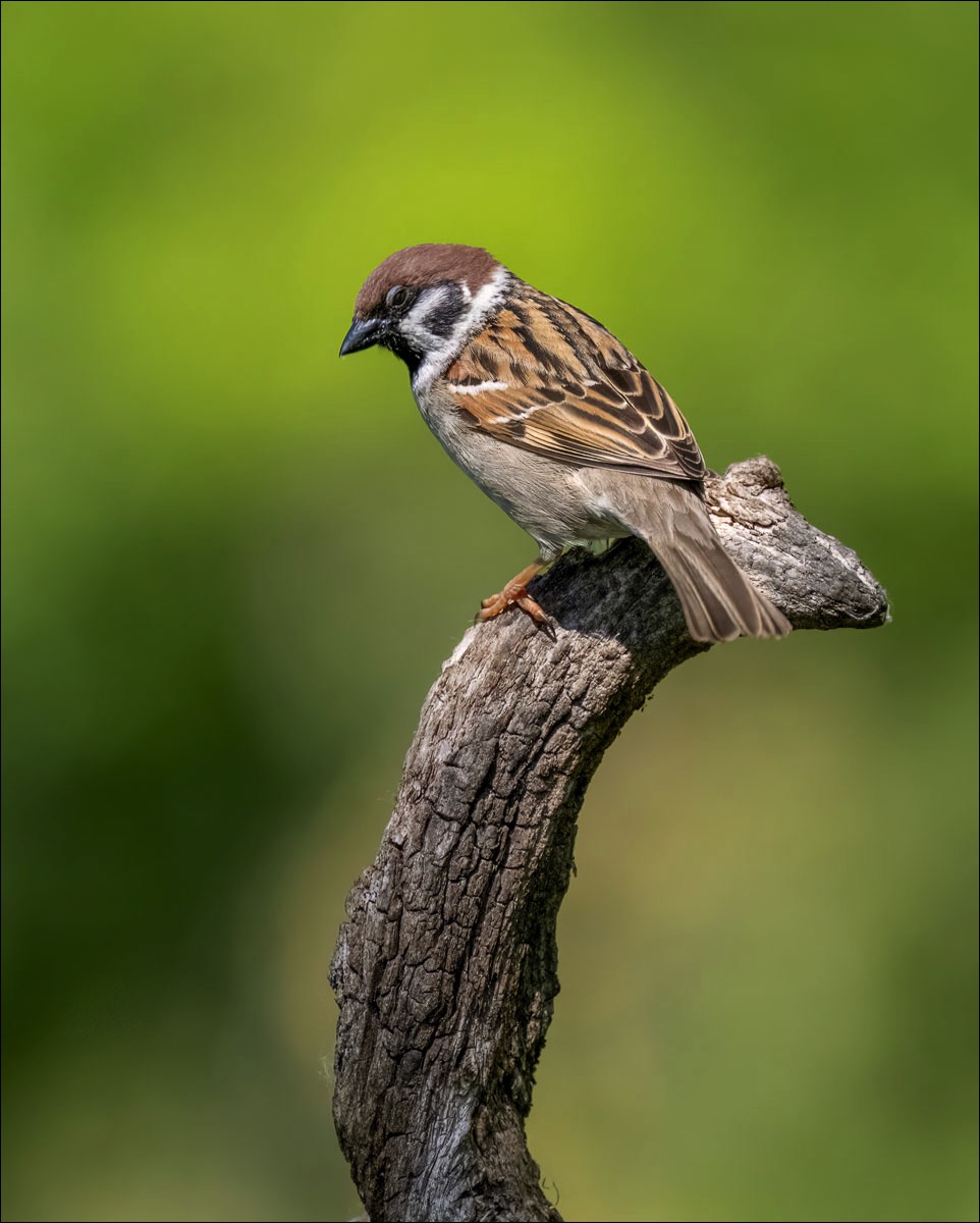 Eurasian Tree Sparrow (Ringmus)