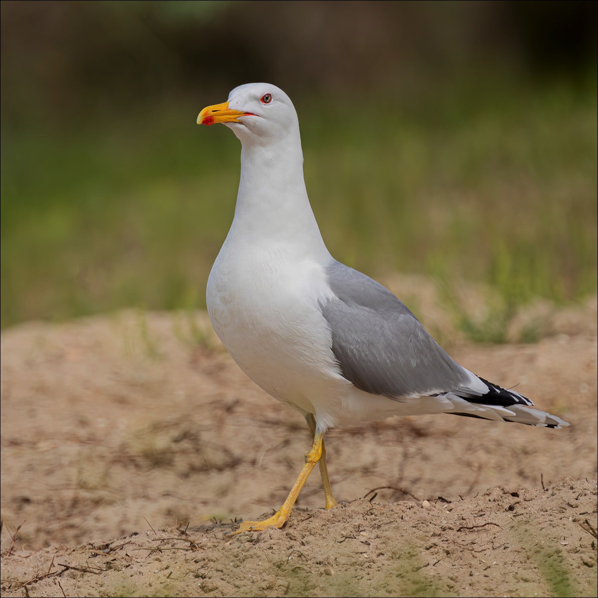 Yellow-legged Gull (Geelpootmeeuw)