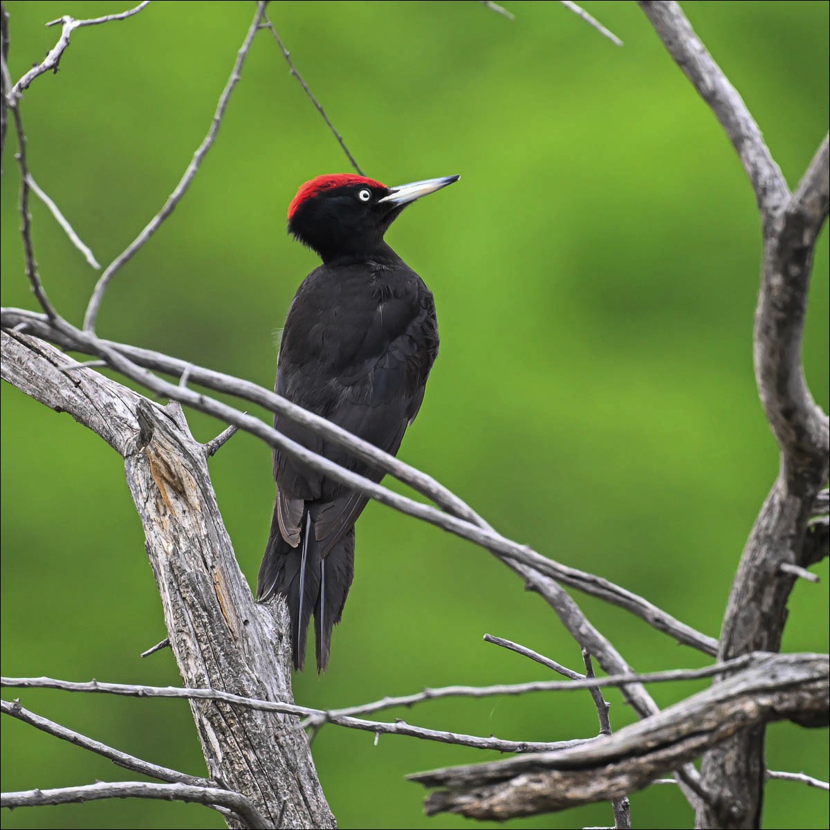 Black Woodpecker (Zwarte Specht)