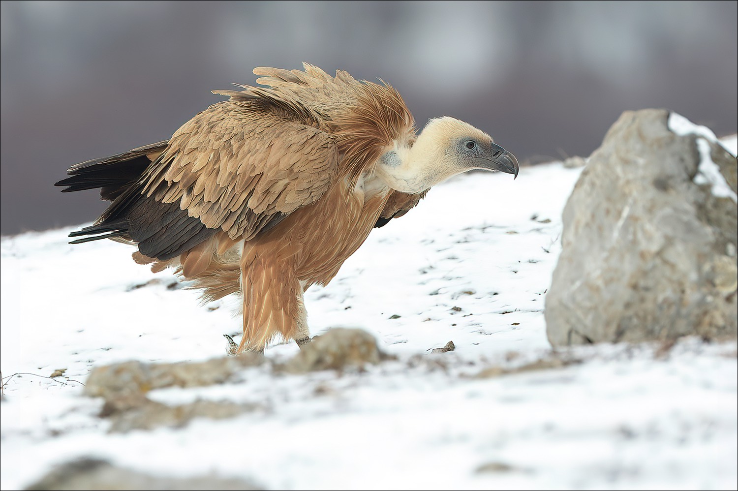 Grifon Vulture (Vale Gier)