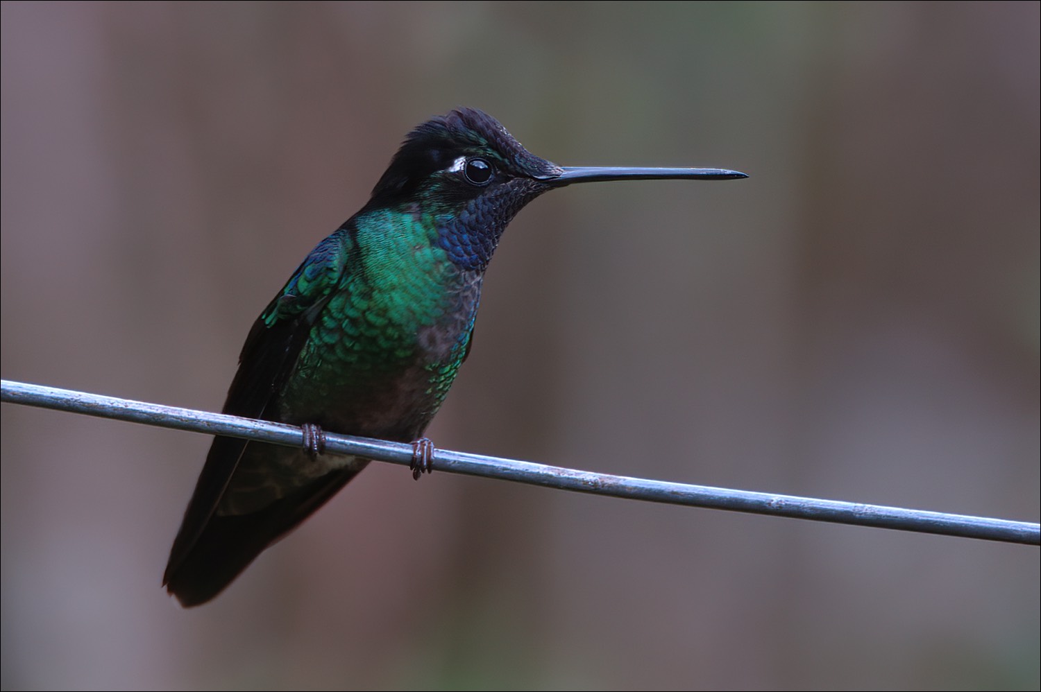 Magnificent Hummingbird (Rivoli-kolibri)