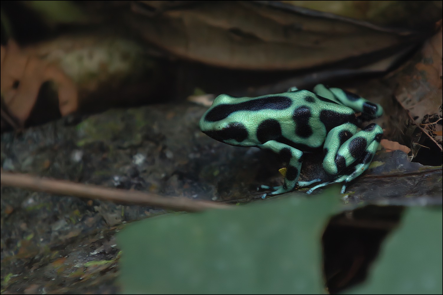 Green and black Poison Dart Frog (Groenzwarte Pijlgifkikker)