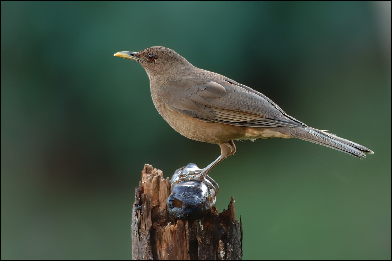 Clay-colored Thrush (Gray-lijster)