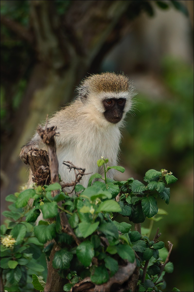 Vervet Monkey (Groene Meerkat)