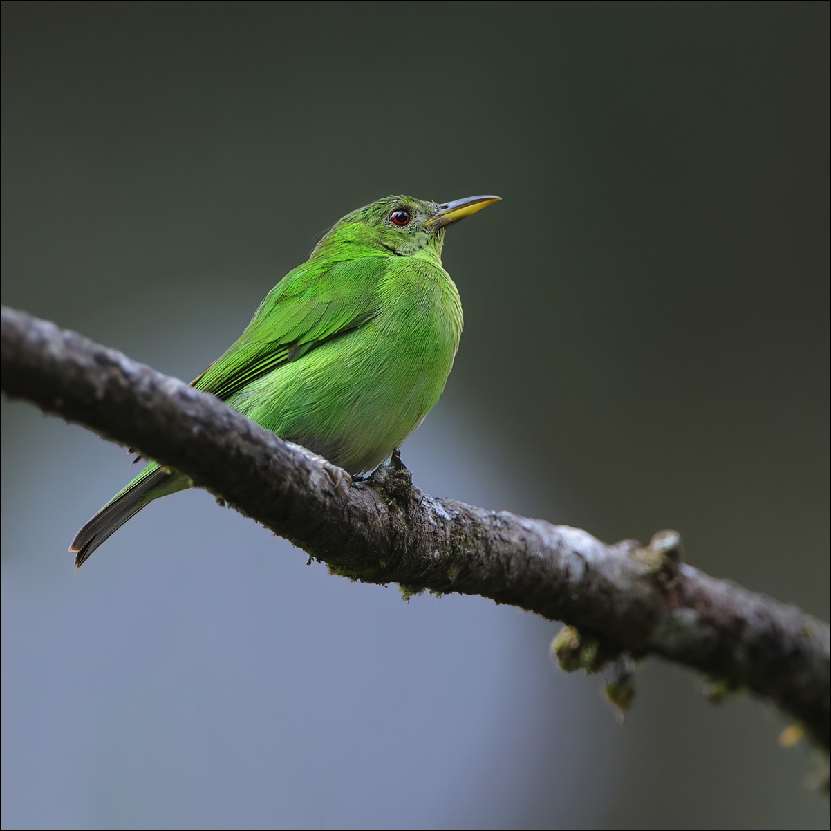 Green Honeycreeper (Groene Suikervogel)