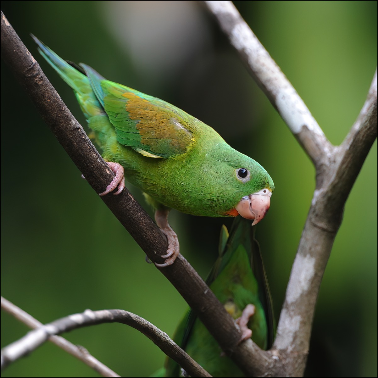 Orange-chinned Parakeet (Tovi-parkiet)