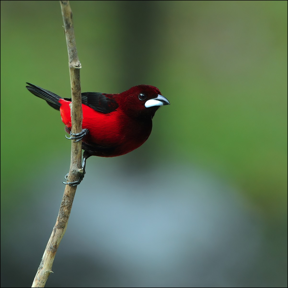 Crimson-backed Tanager (Roodbuik-tangare)