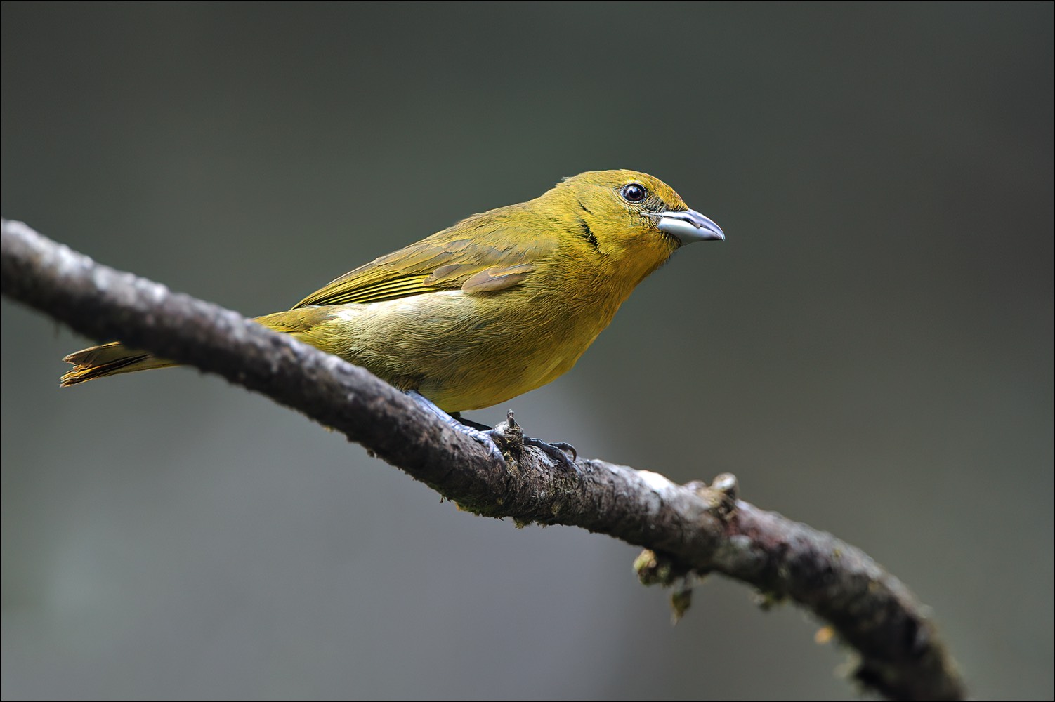 Hepatic Tanager (Levertangare)