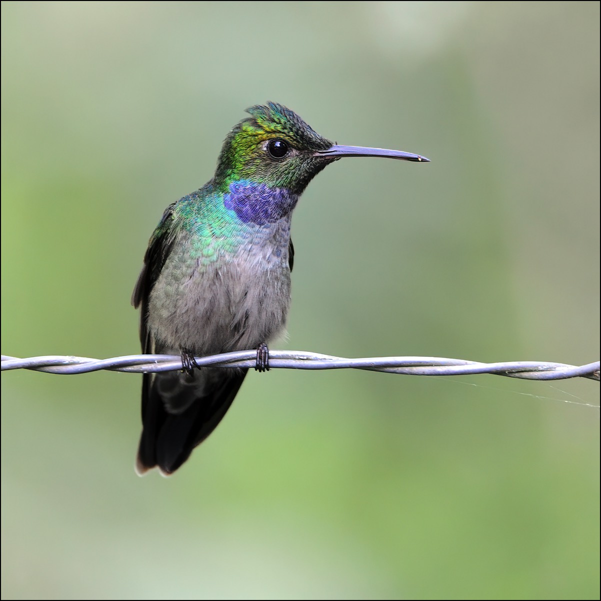Blue-chested Hummingbird (Blauwbuikamazilia)