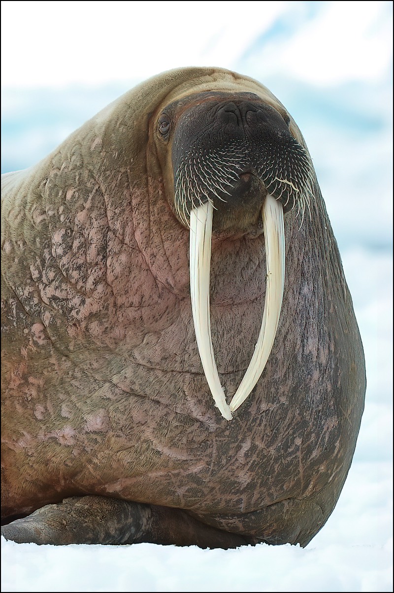 Walrus (Walrus)