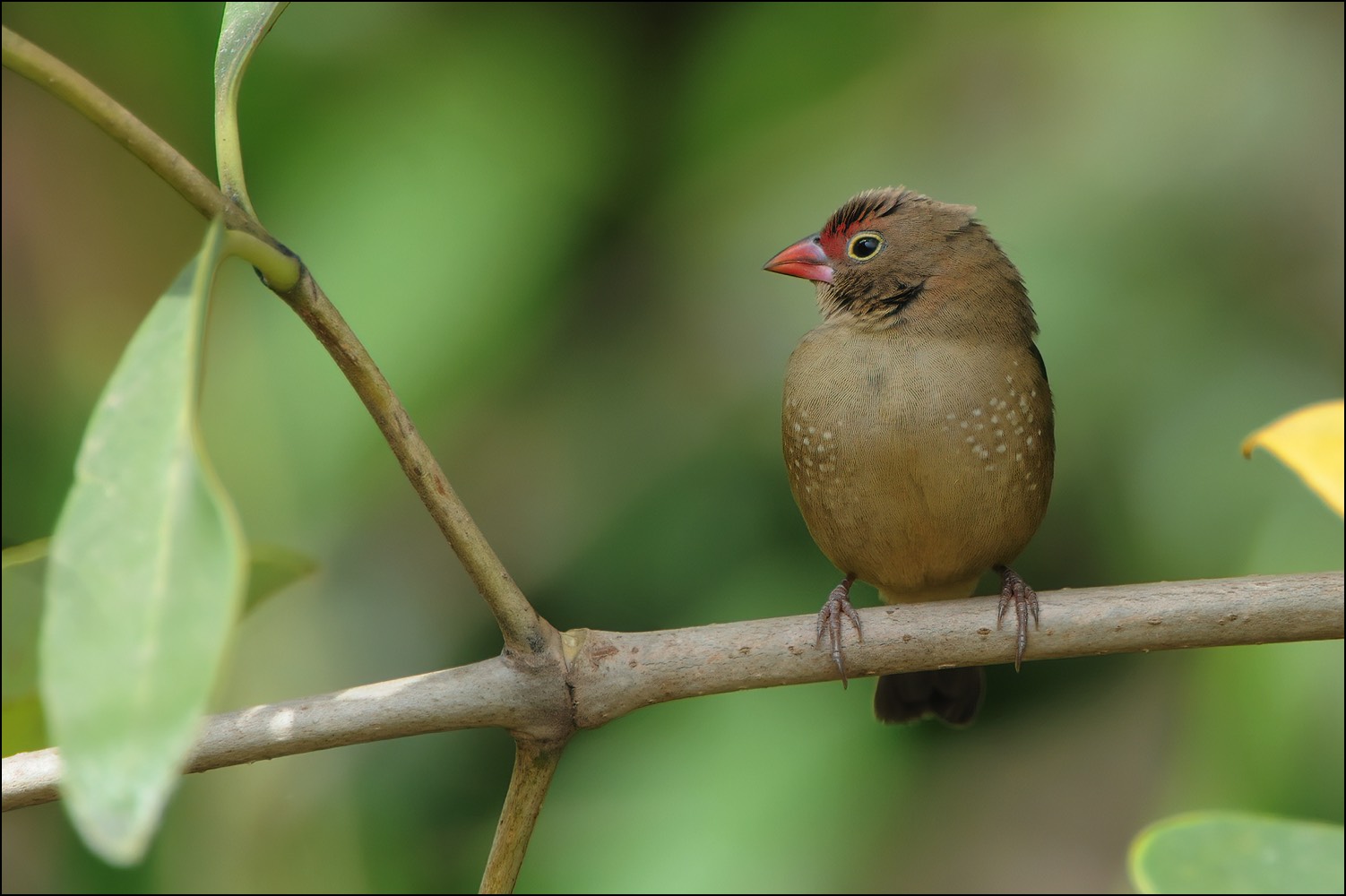 Red-billed Firefinch (Roodsnavelvuurvink)