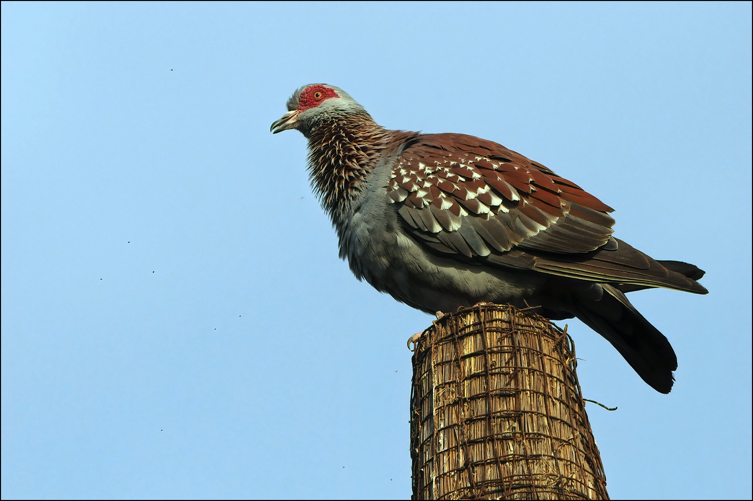 Speckled Pigeon (Gespikkelde Duif)