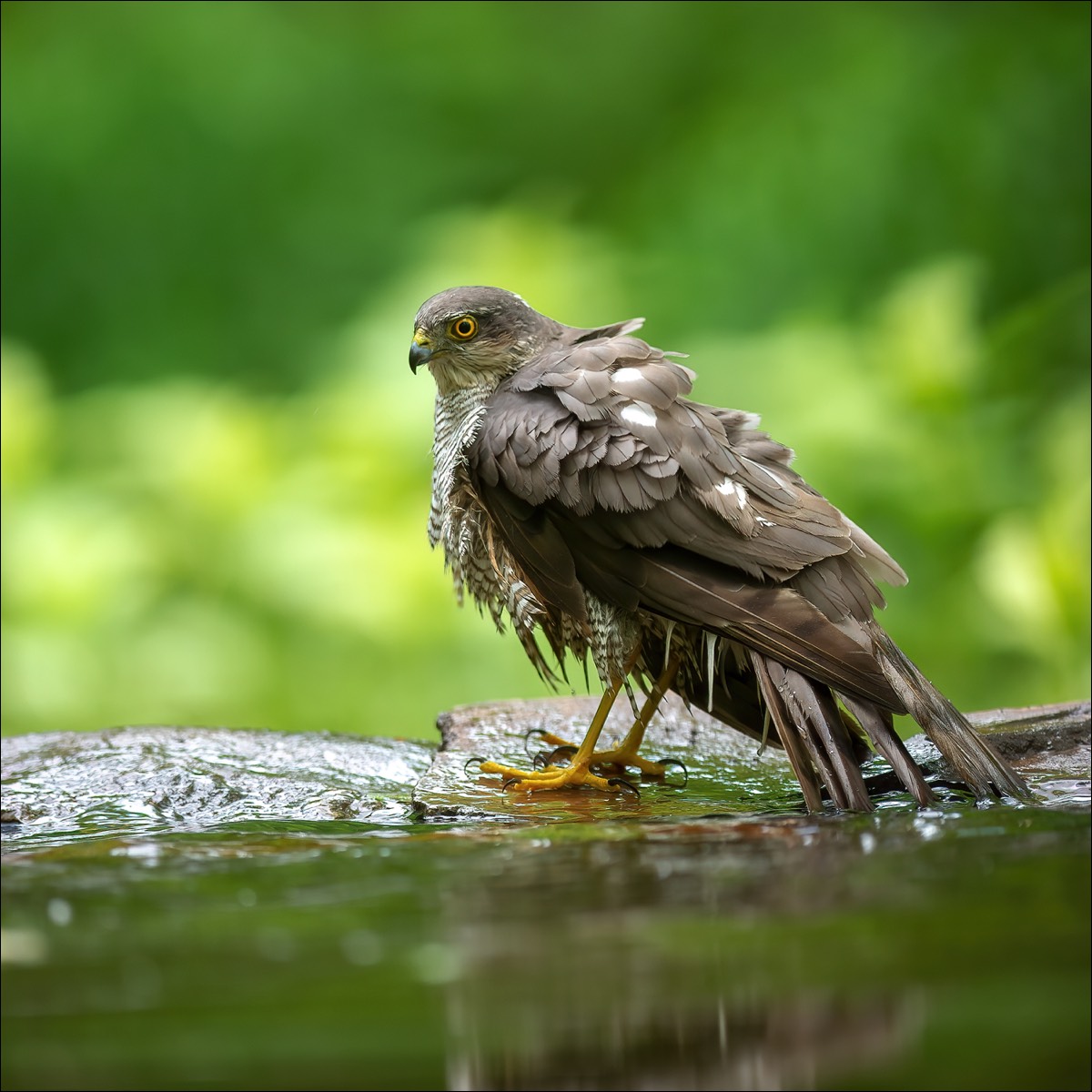 Eurasian Sparrowhawk (Sperwer)