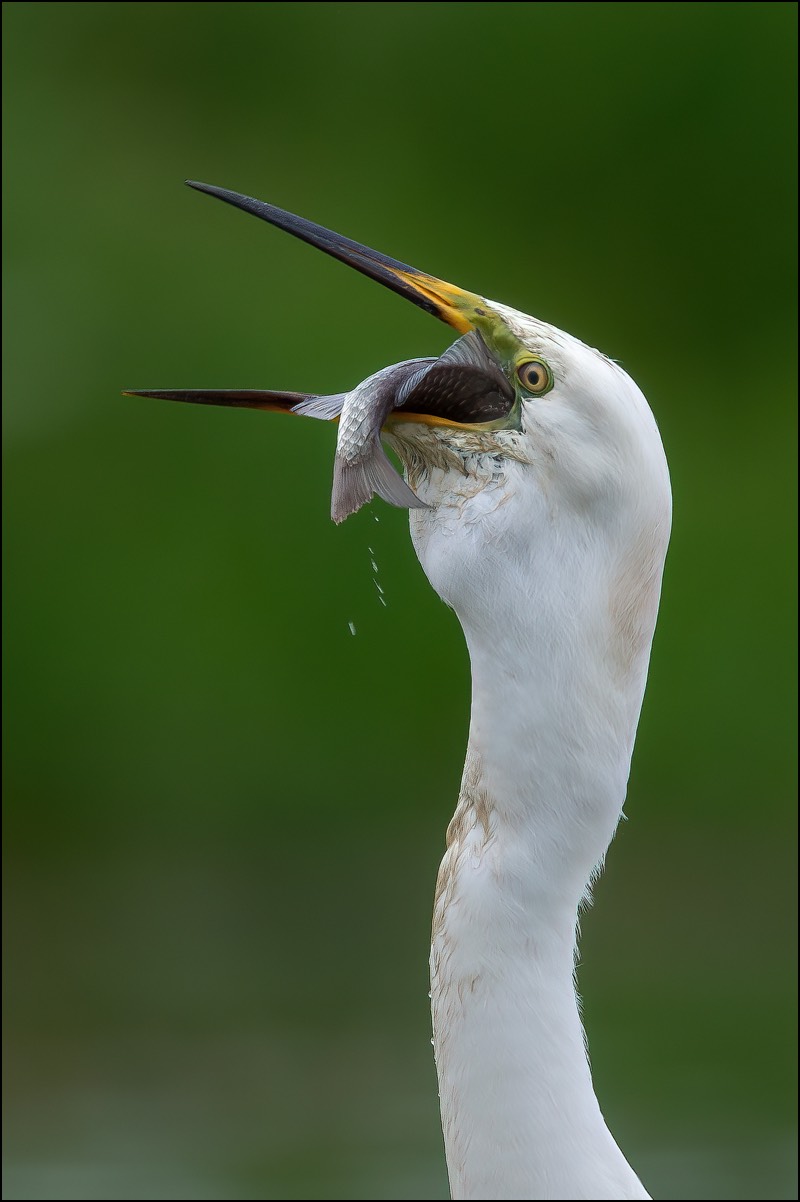 Freat White Egret (Grote Zilverreiger)