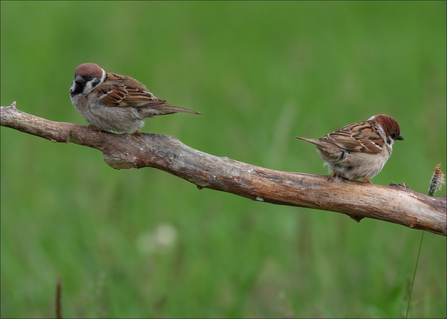 Tree Sparrow (Ringmus)