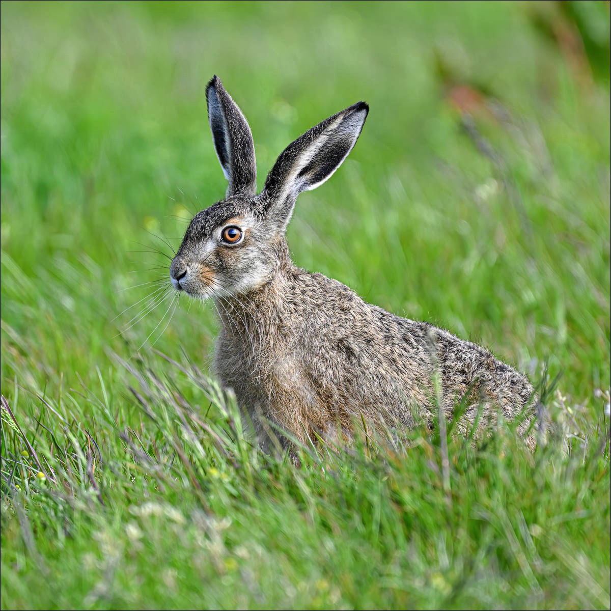 Hare (Haas) - Uitkerkse Polders (Belgium) - 31/05/23