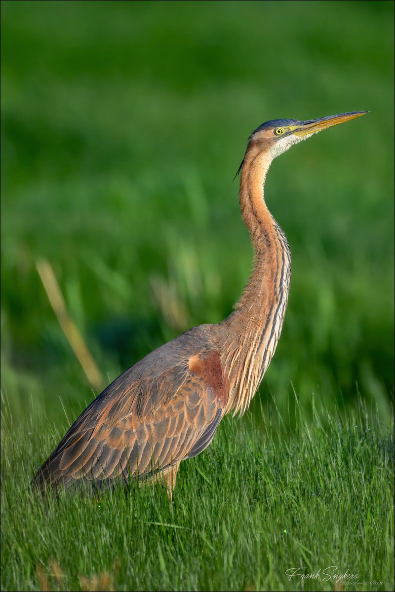 Purple Heron (Purperreiger) - Uitkerkse Polders (Belgium) - 30/04/25
