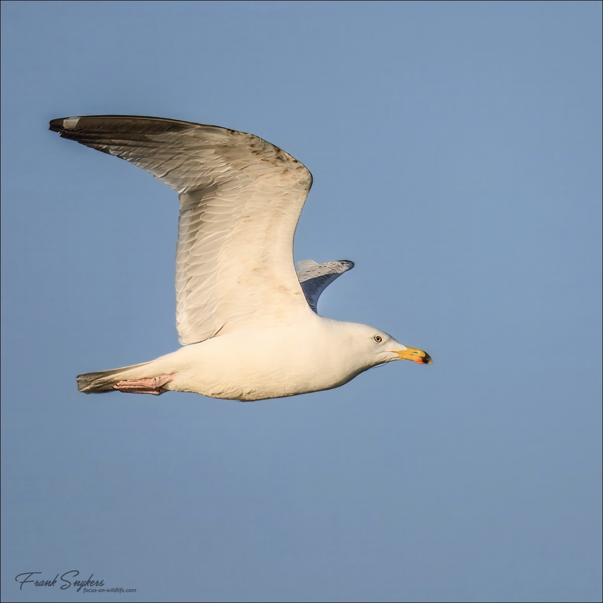 European Herring Gull (Zilvermeeuw) - Uitkerkse Polders (Belgium) - 28/04/25