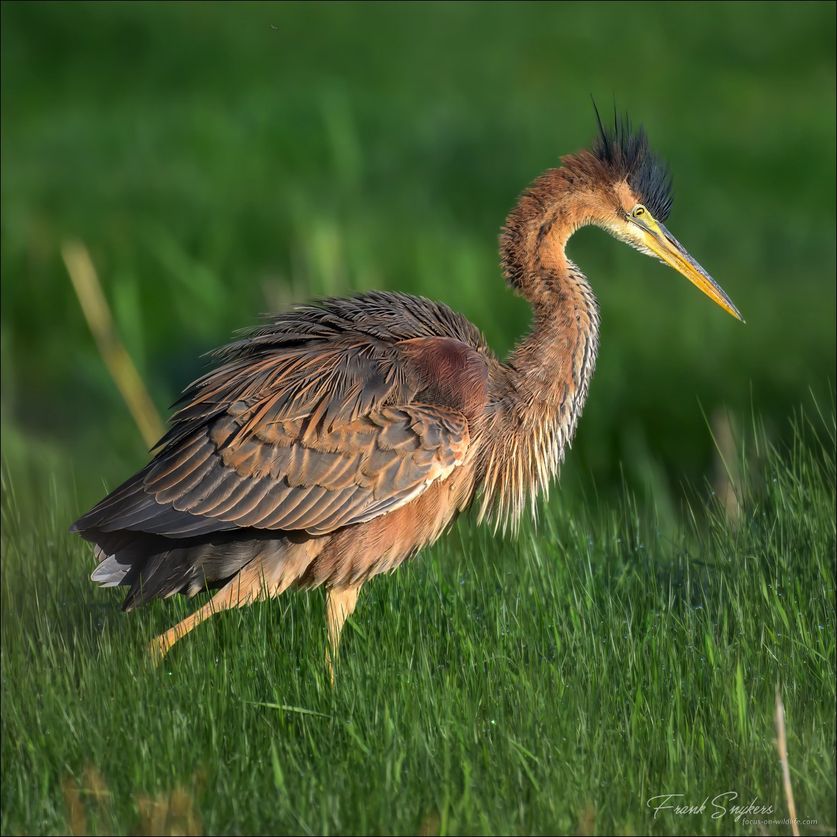 Purple Heron (Purperreiger) - Uitkerkse Polders (Belgium) - 30/04/25