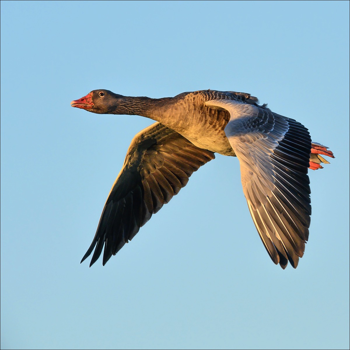 Greylag Goose (Grauwe Gans) - Uitkerke (Belgium) - 23/10/21