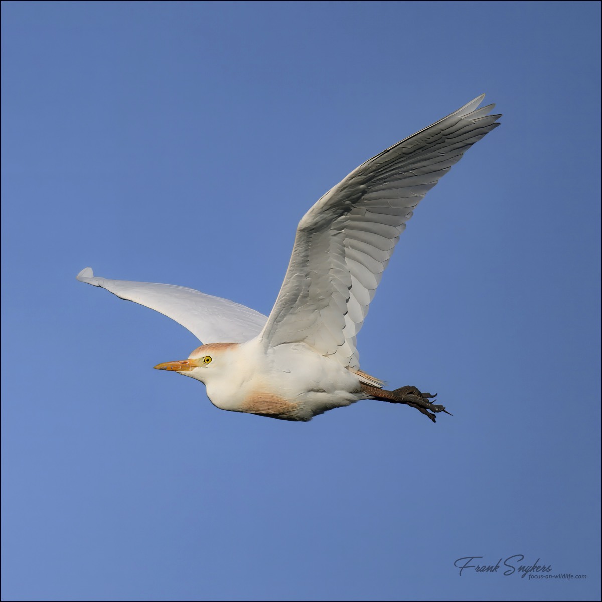 Western Cattle Egret (Koereiger) - Uitkerkse Polders (Belgium) - 10/05/25