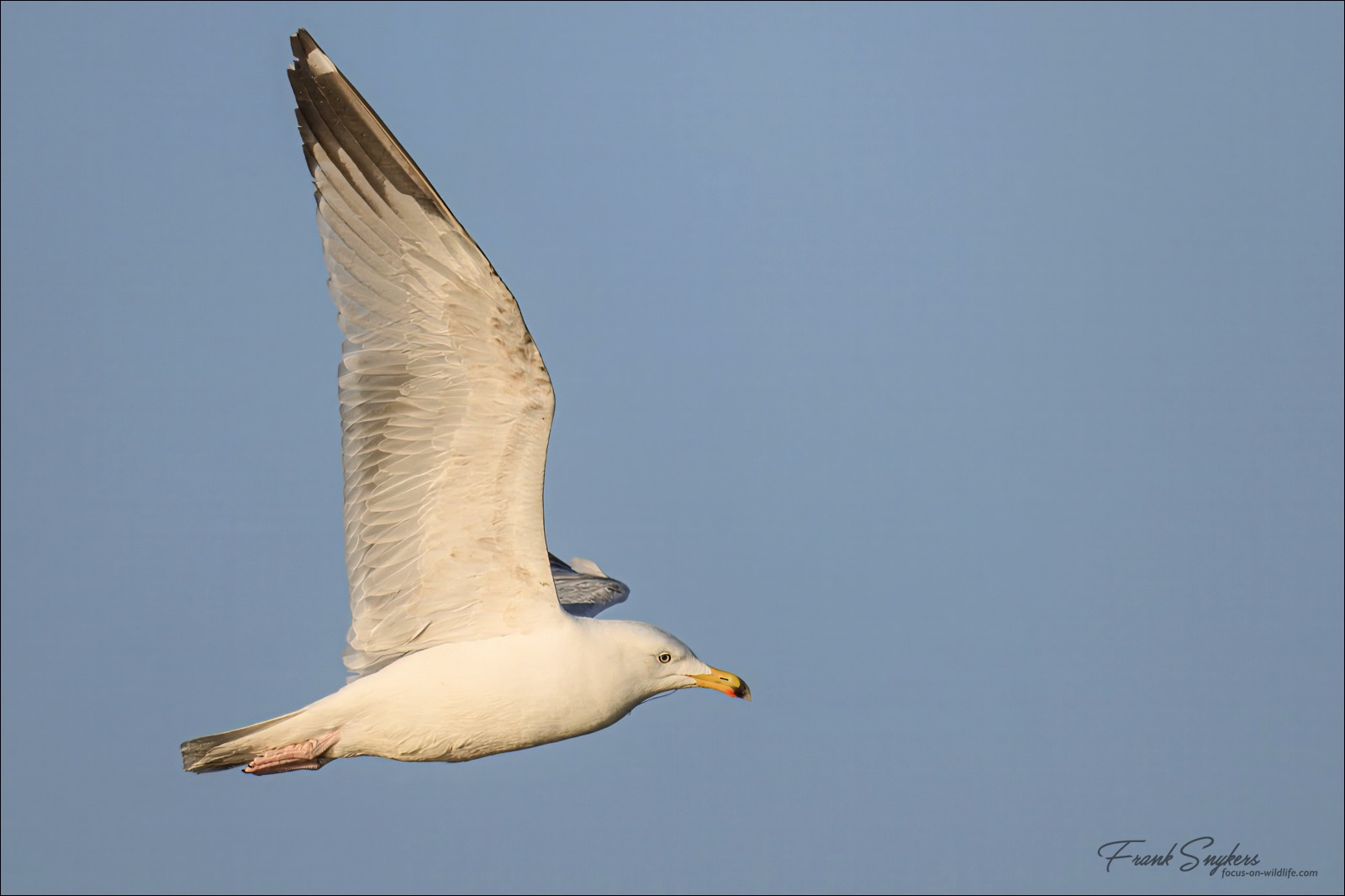 European Herring Gull (Zilvermeeuw) - Uitkerkse Polders (Belgium) - 28/04/25