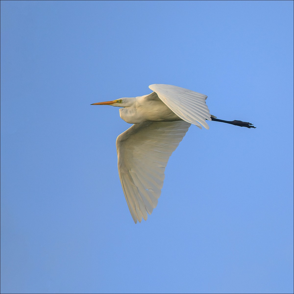 Great White Egret (Grote Zilverreiger) Uitkerke (Belgium) - 23/09/21