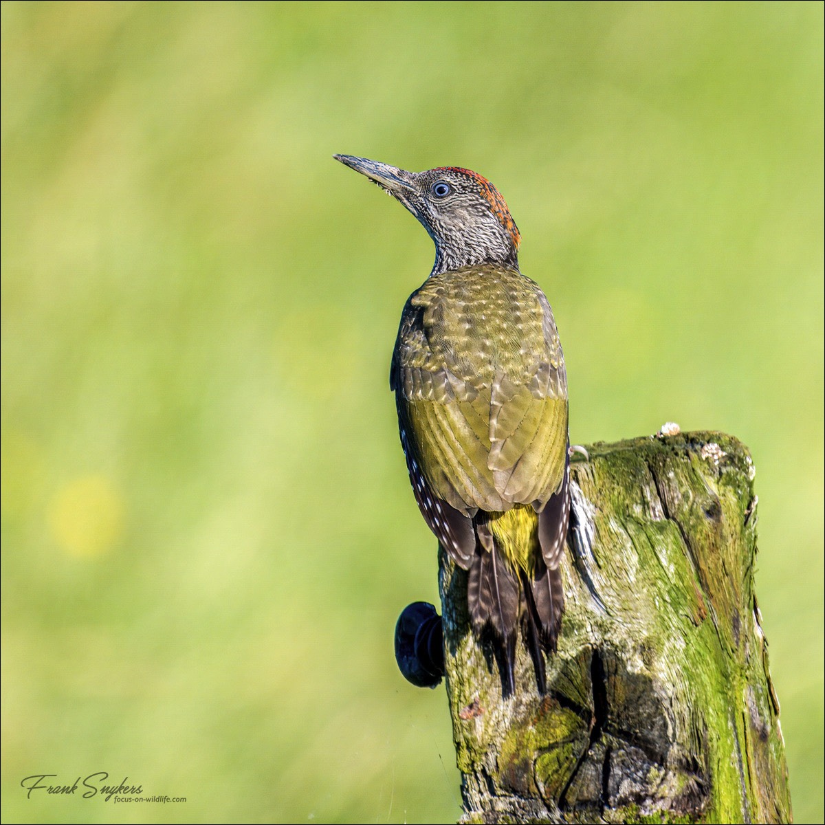 European Green Woodpecker (Groene Specht) - Uitkerkse Polders (Belgium) - 14/07/24