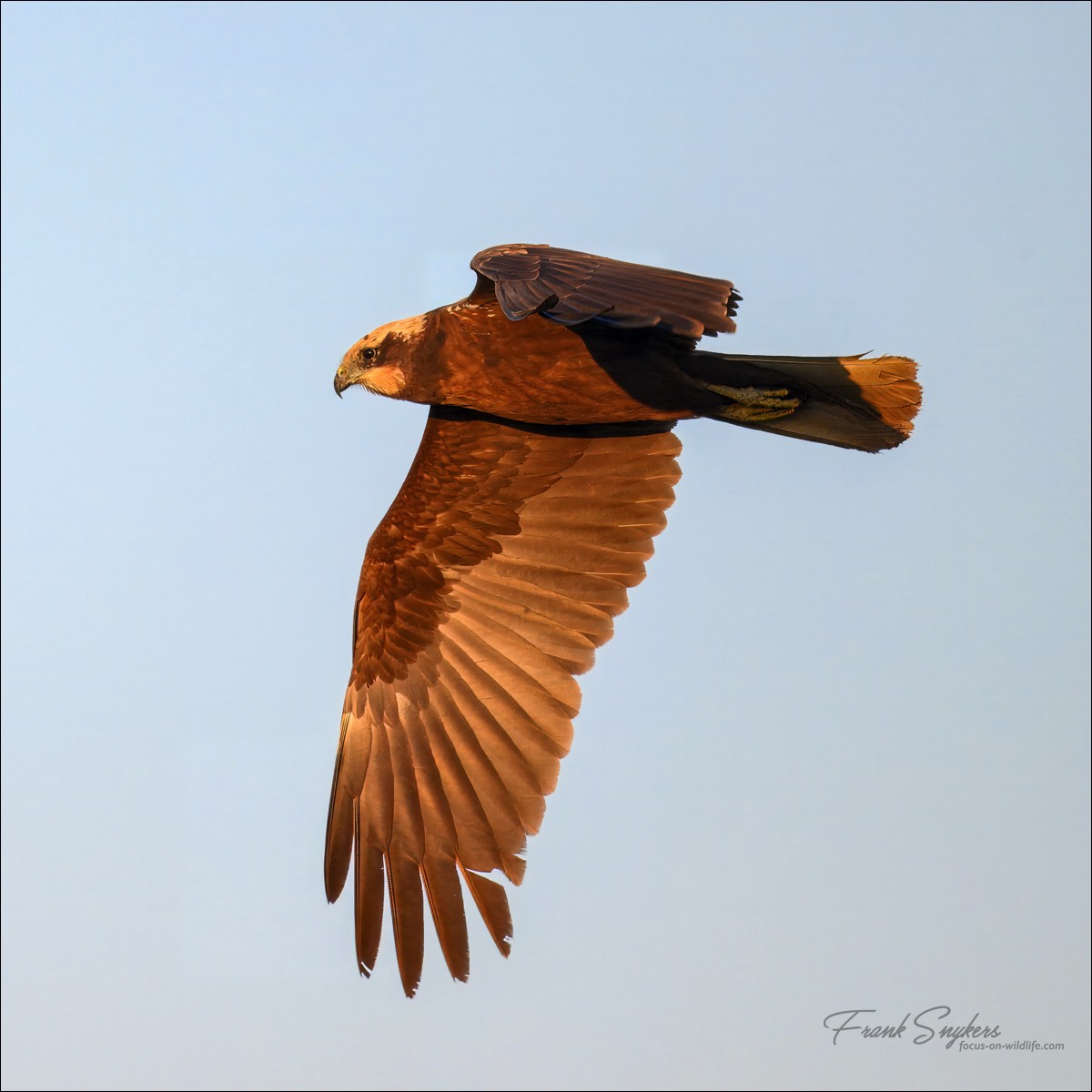 Western Marsh Harrier (Bruine Kiekendief) - Uitkerkse Polders (Belgium) - 13/05/25