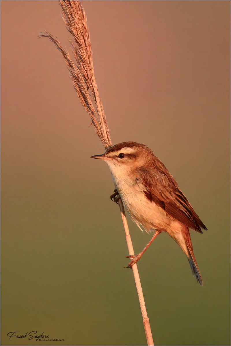 Sedge Warbler (Rietzaanger) - Uitkerkse Polders (Belgium) - 29/04/25