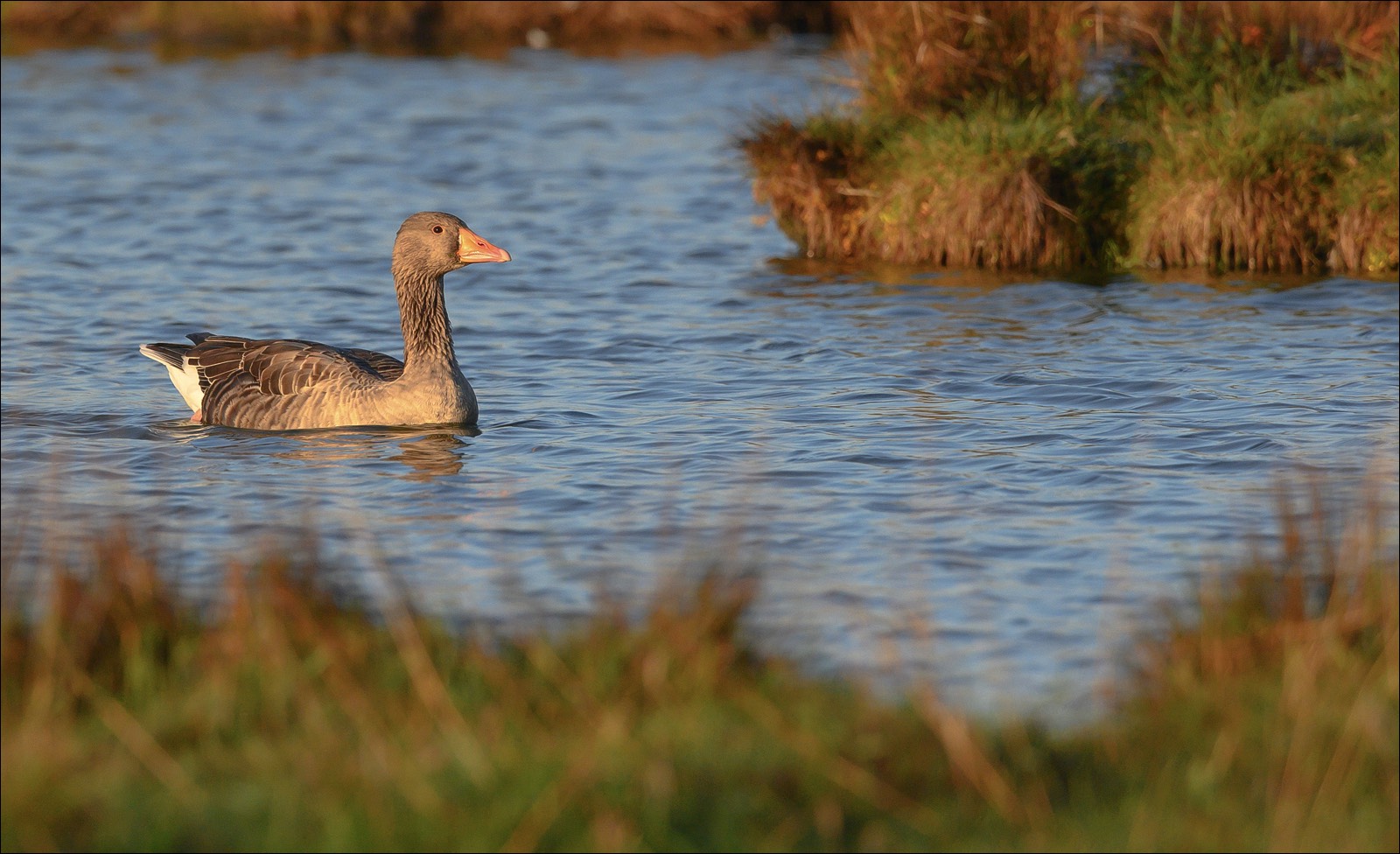 Greylag Goose (Grauwe Gans) - Uitkerke (Belgium) - 23/10/21