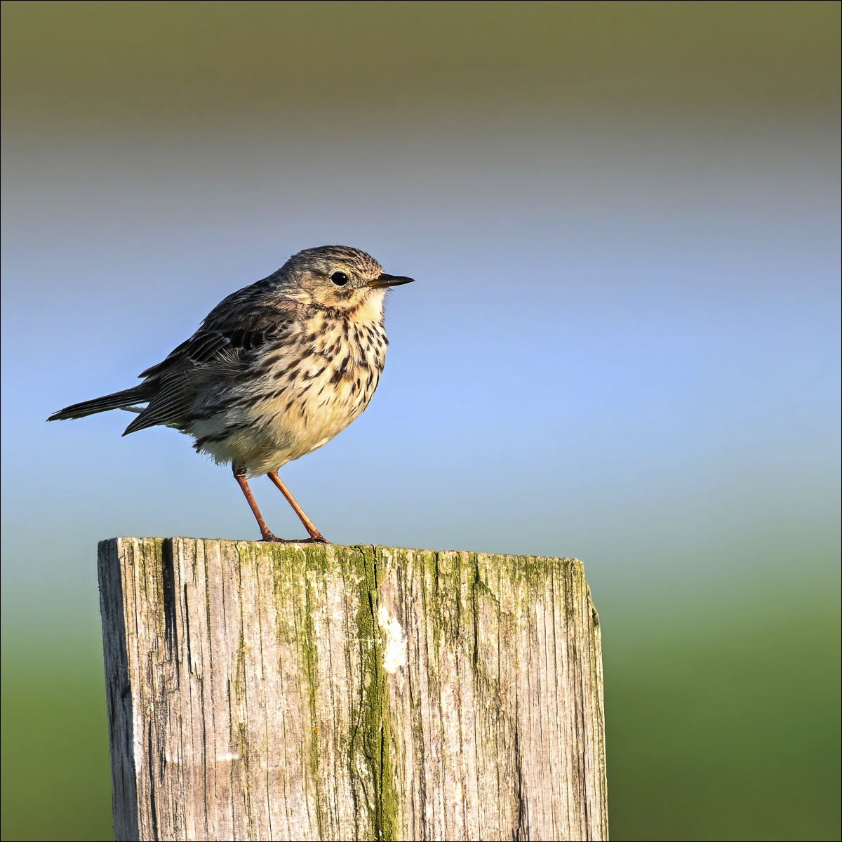 Meadow Pipit (Graspieper) - Uitkerkse Polders (Belgium) - 18/05/23